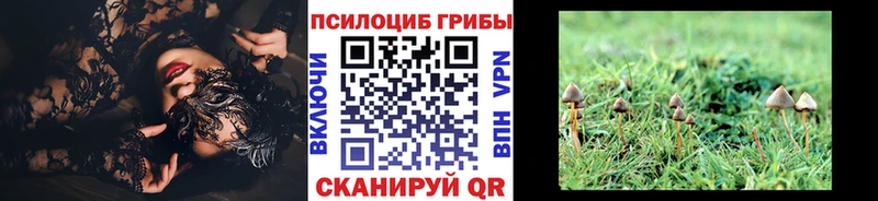 Галлюциногенные грибы Magic Shrooms Купить Камышлов